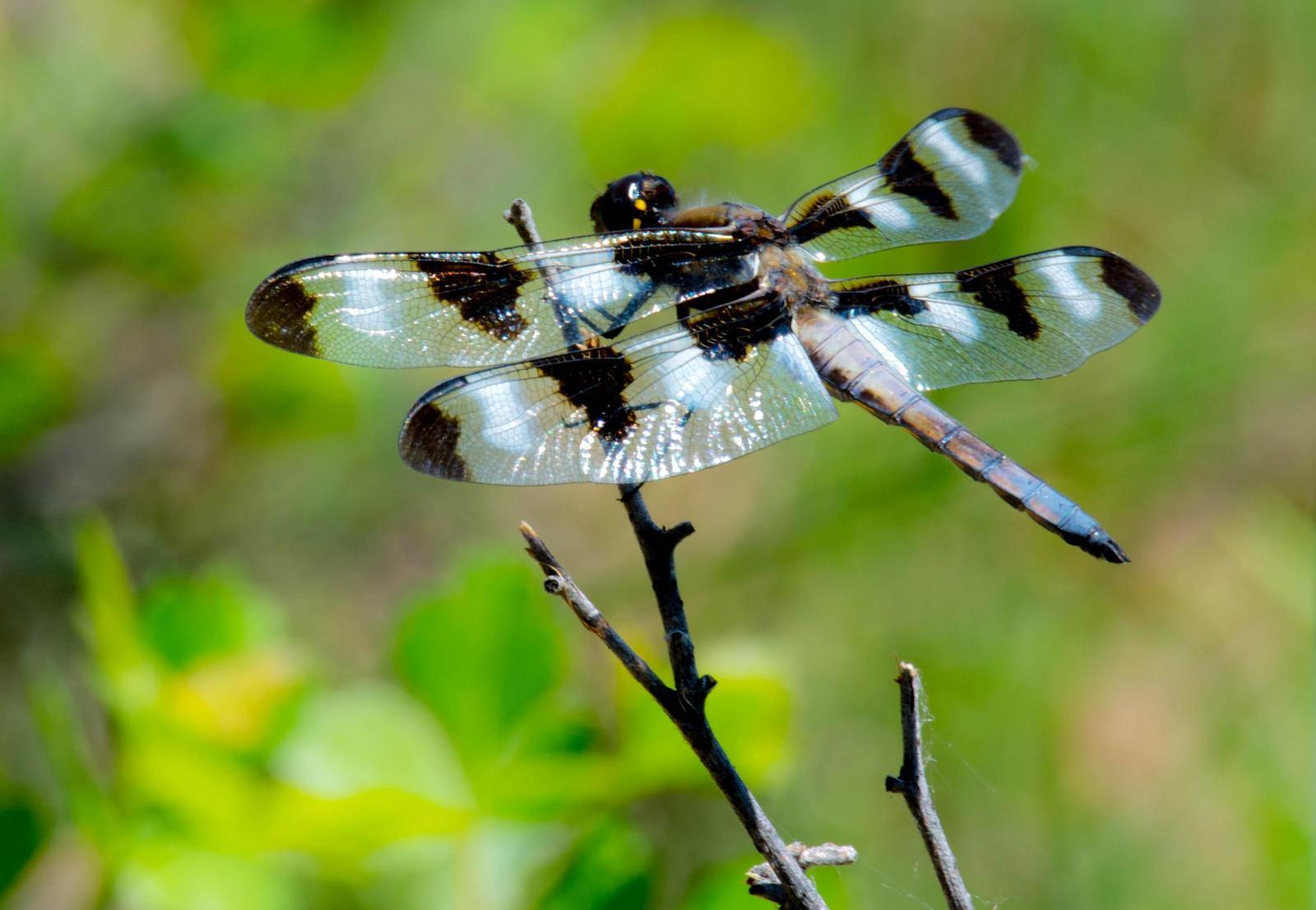 Twelve-spotted Skimmer Photo by Karen Prisby