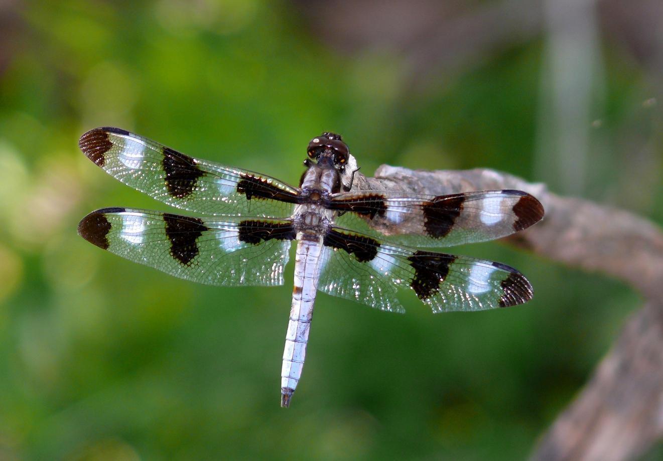 Twelve-spotted Skimmer Photo by Victor Fazio