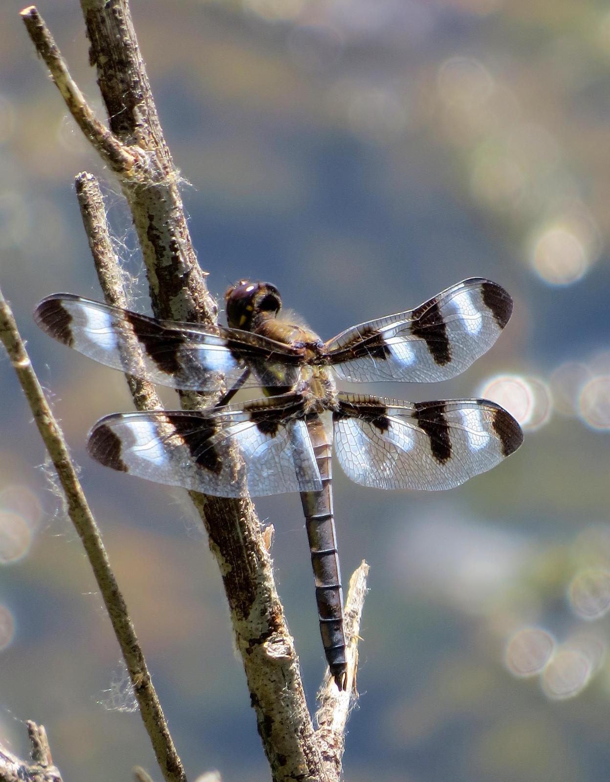 Twelve-spotted Skimmer Photo by Kent Jensen
