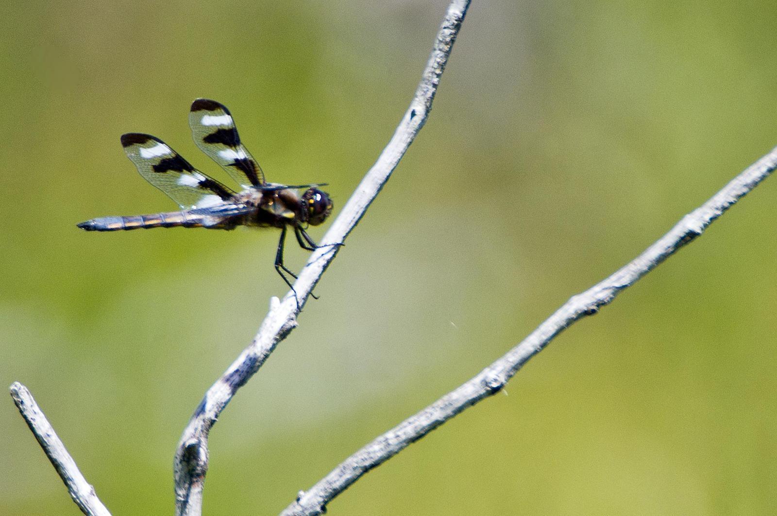Twelve-spotted Skimmer Photo by Rob Dickerson