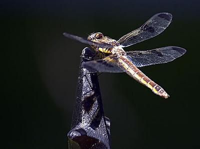 Twelve-spotted Skimmer Photo by Dan Tallman