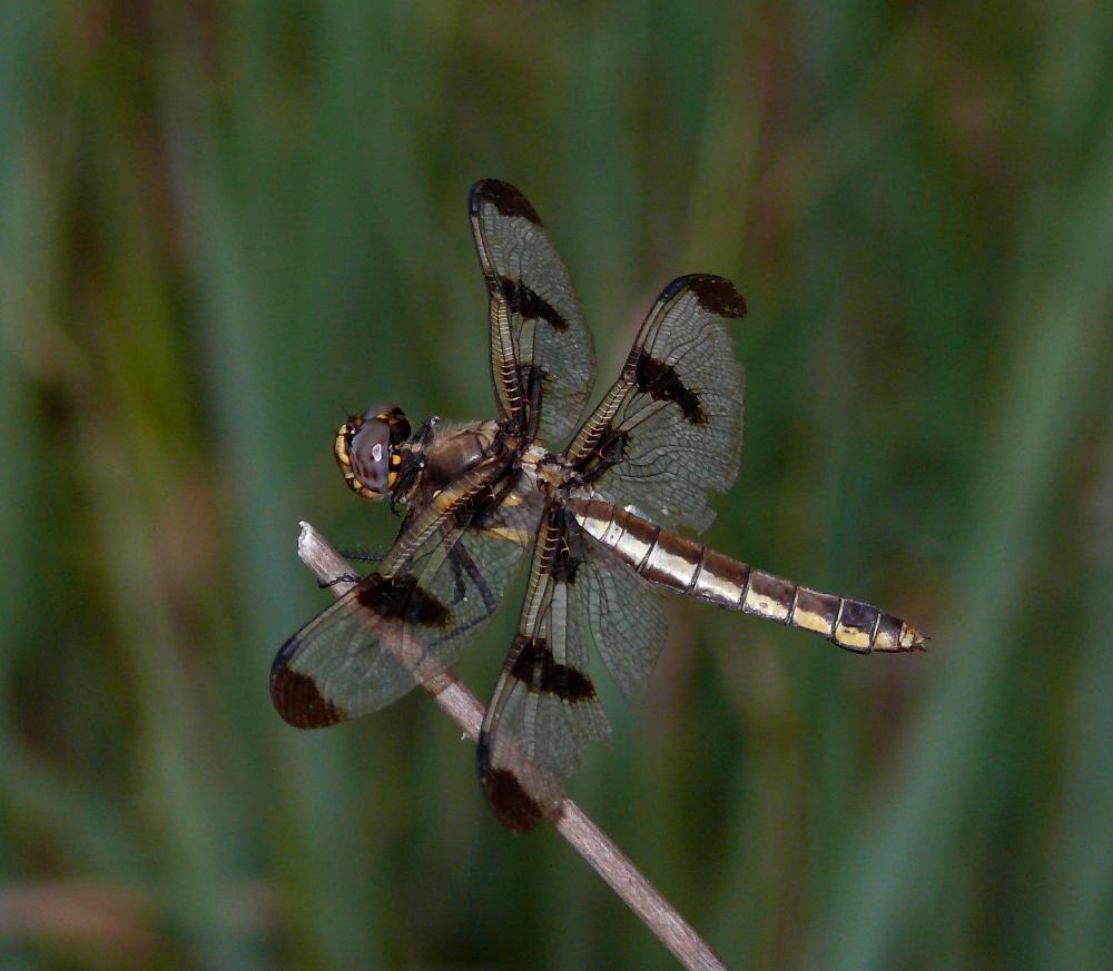 Twelve-spotted Skimmer Photo by Victor Fazio