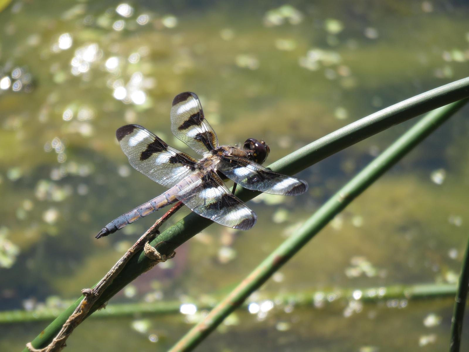 Twelve-spotted Skimmer Photo by Kelly Preheim