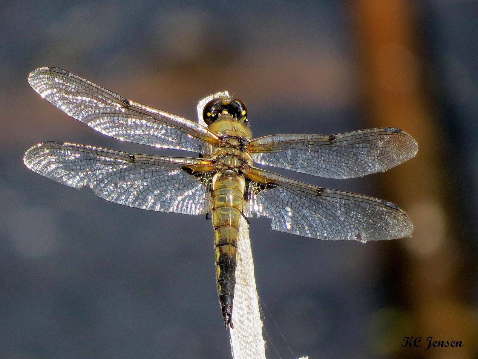 Four-spotted Skimmer Photo by Kent Jensen