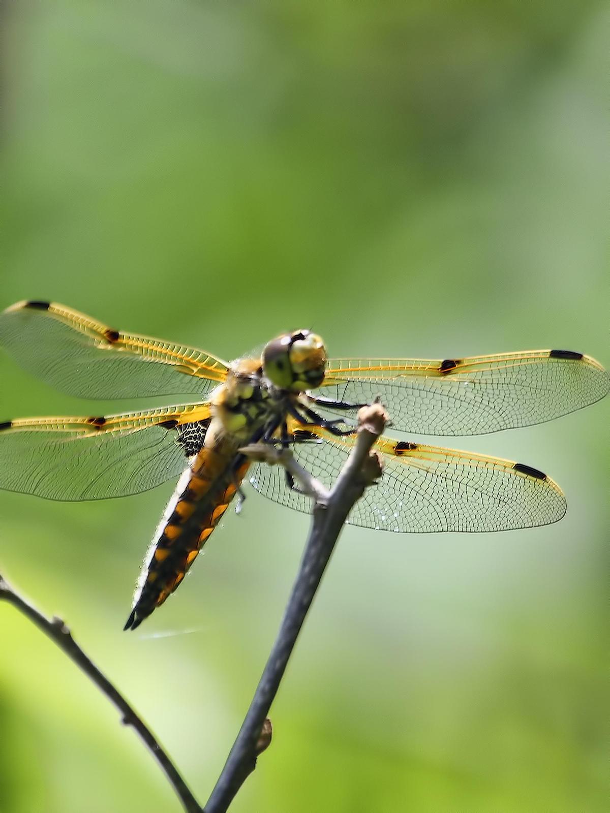 Four-spotted Skimmer Photo by Dan Tallman