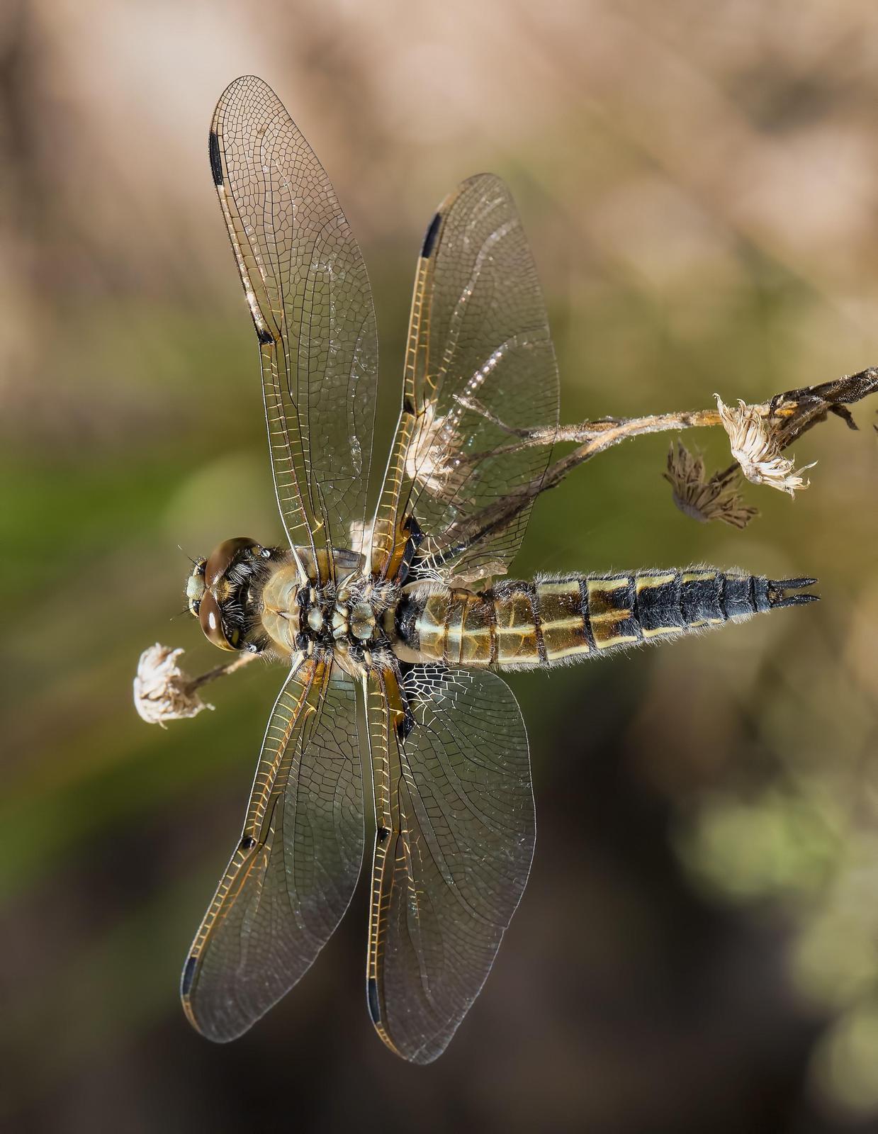 Four-spotted Skimmer Photo by Michael Moore
