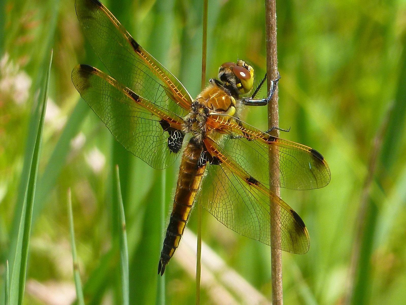 Four-spotted Skimmer Photo by Ryan Chrouser