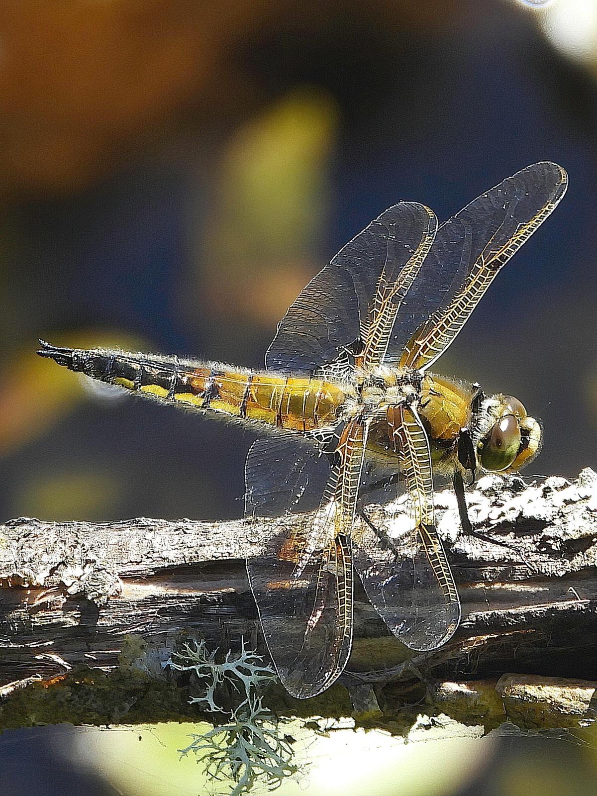 Four-spotted Skimmer Photo by Dan Tallman
