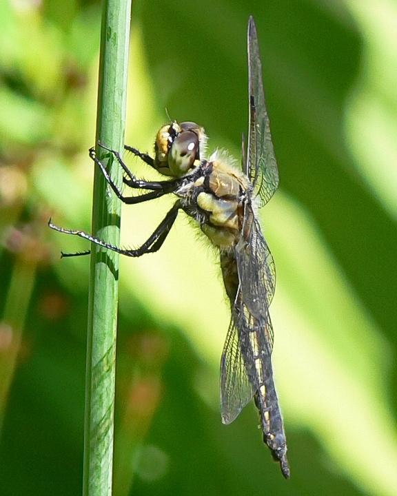 Four-spotted Skimmer Photo by Alison Sheehey