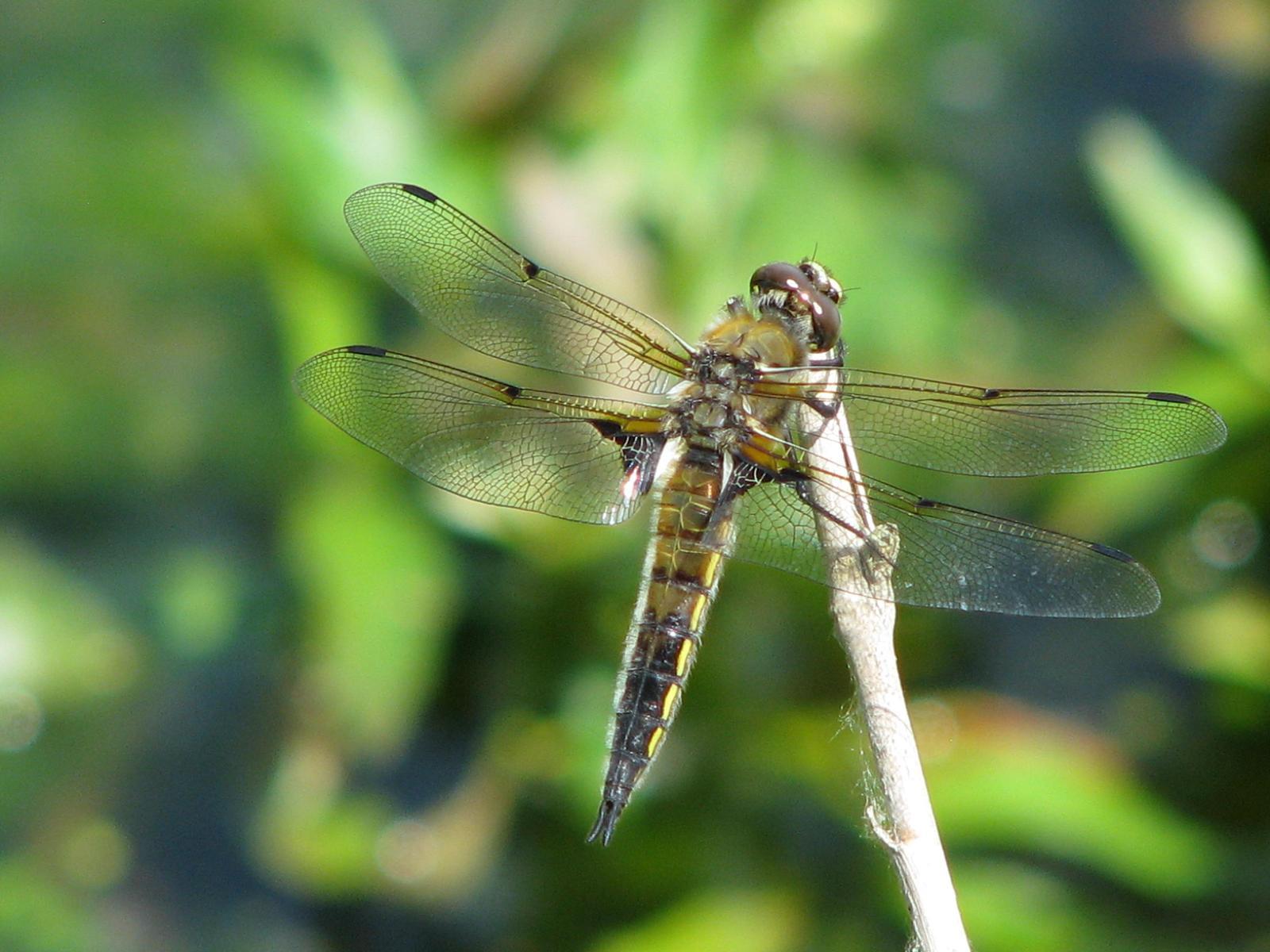 Four-spotted Skimmer Photo by Ted Goshulak