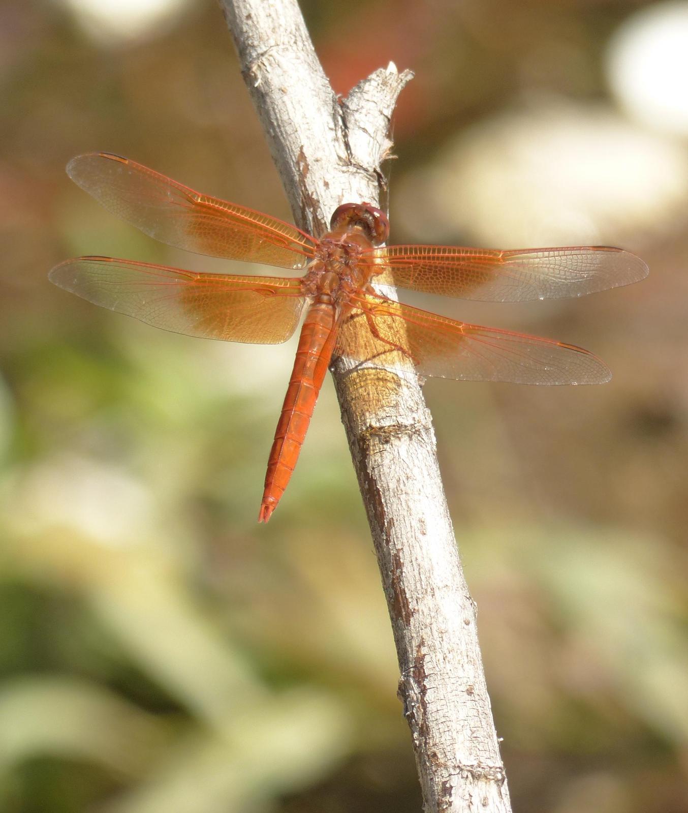 Flame Skimmer Photo by David Bell