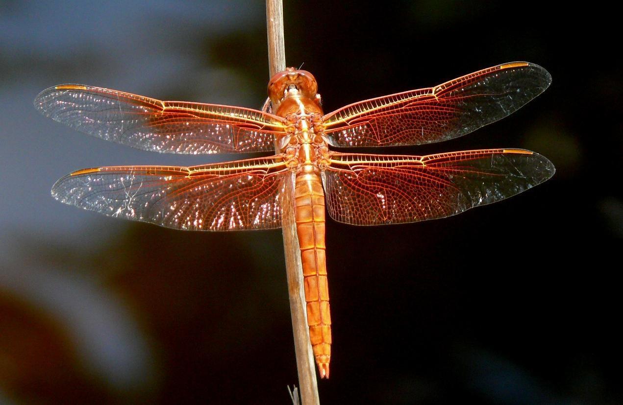 Flame Skimmer Photo by Victor Fazio
