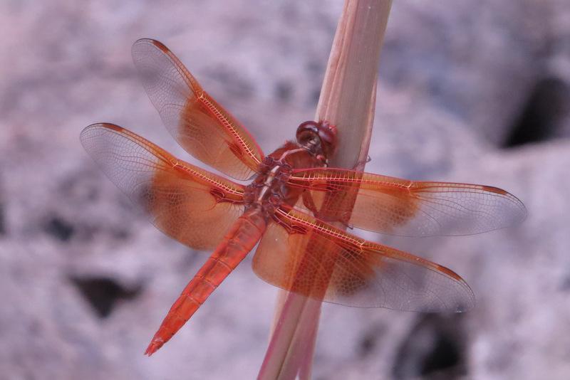 Flame Skimmer Photo by Jeff Harding