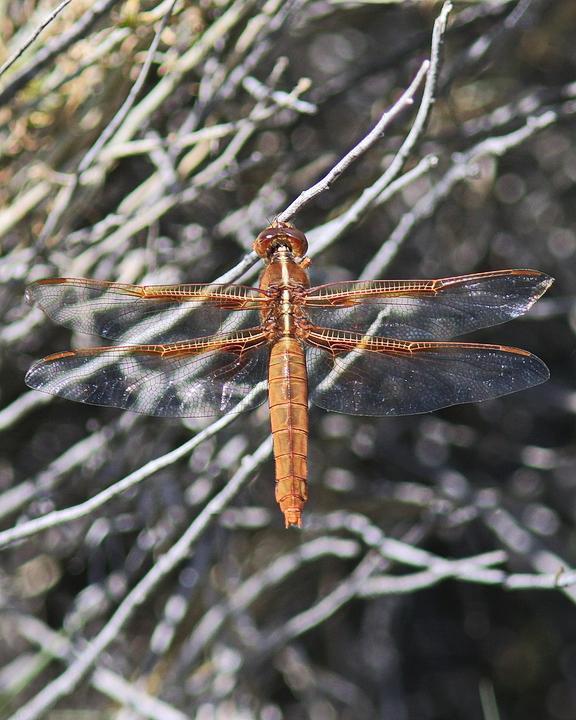 Flame Skimmer Photo by Alison Sheehey