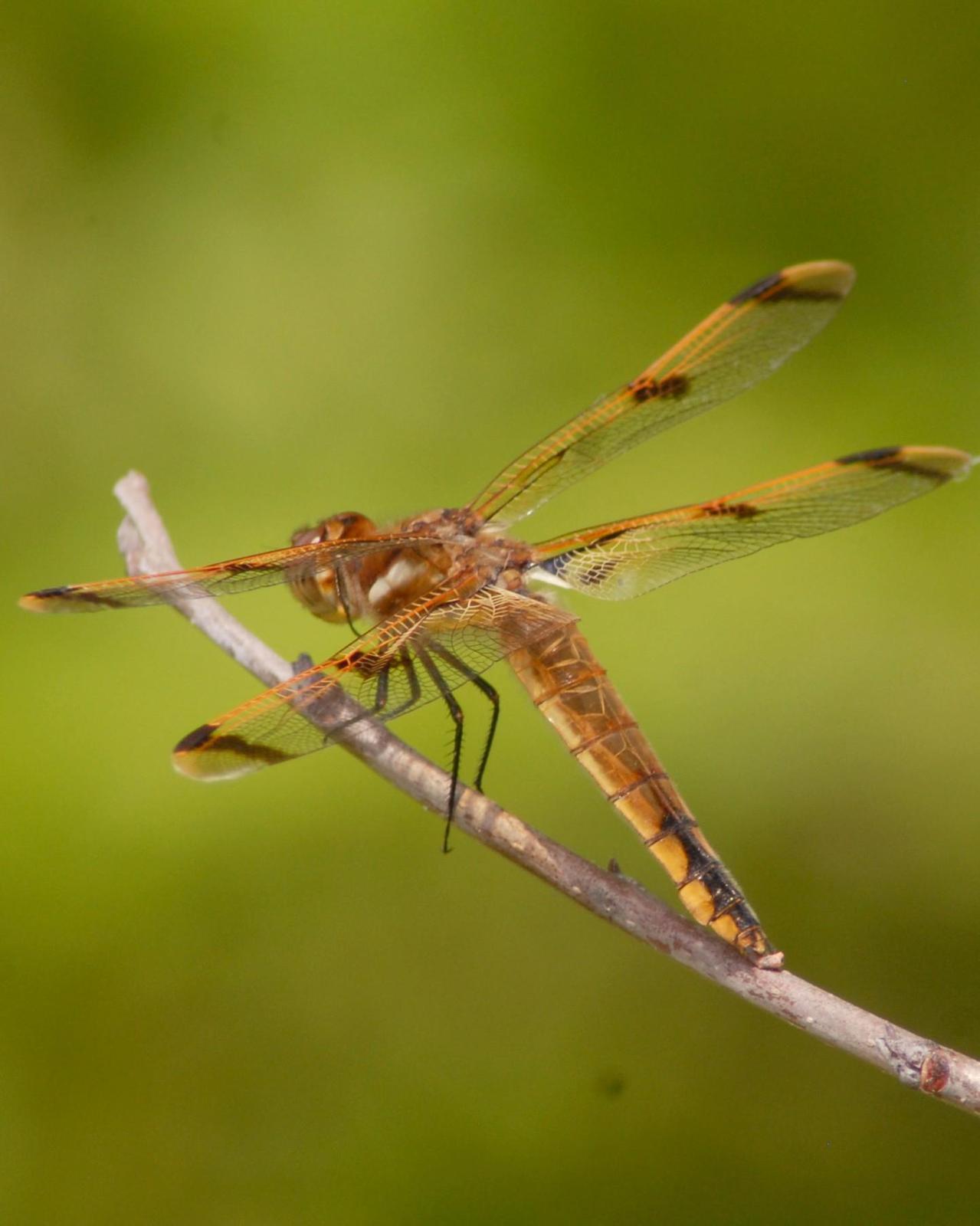 Painted Skimmer Photo by David Hollie