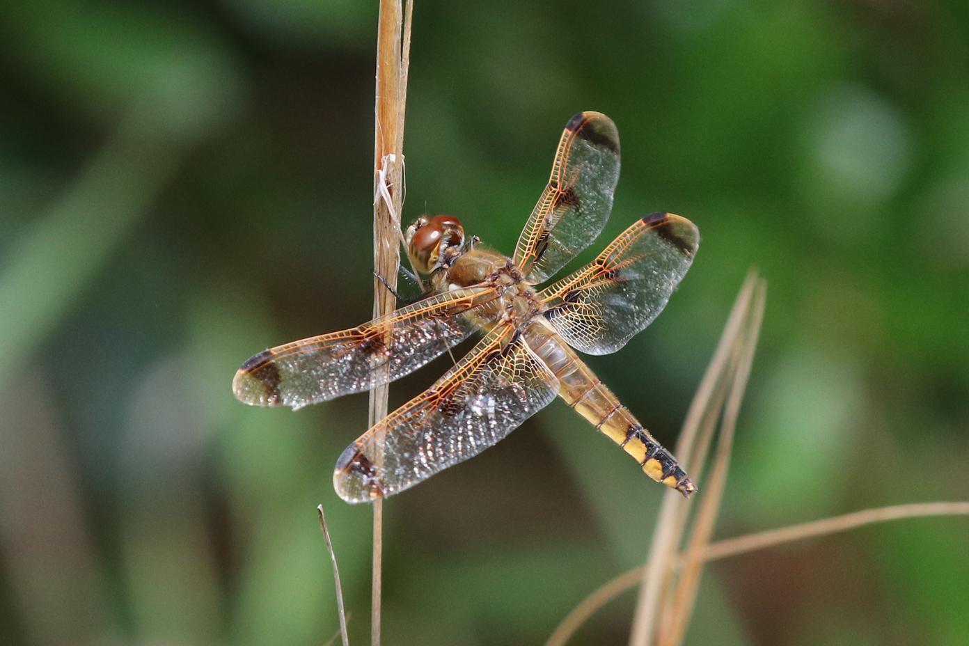 Painted Skimmer Photo by Kristy Baker