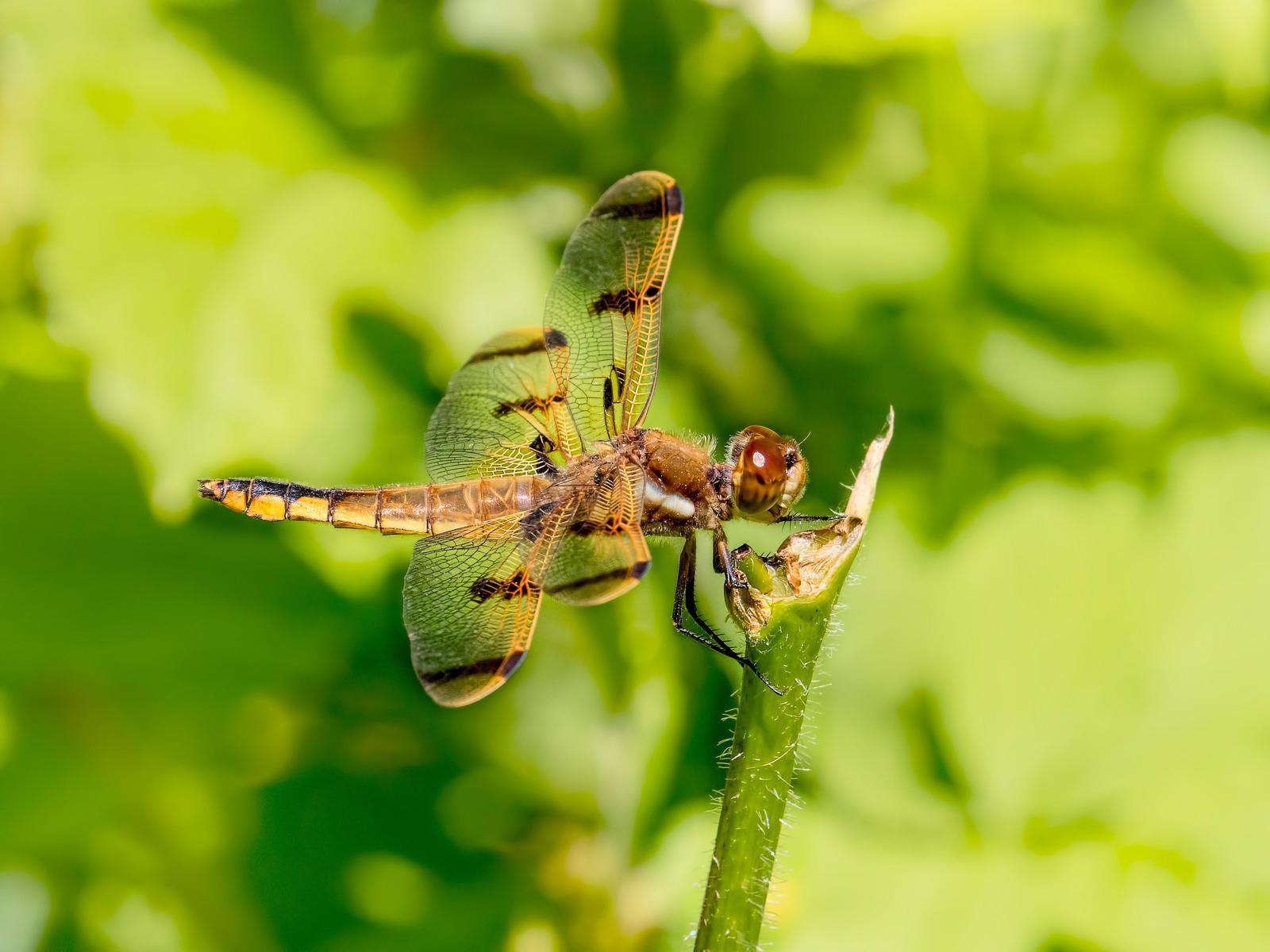Painted Skimmer Photo by Michael Moore