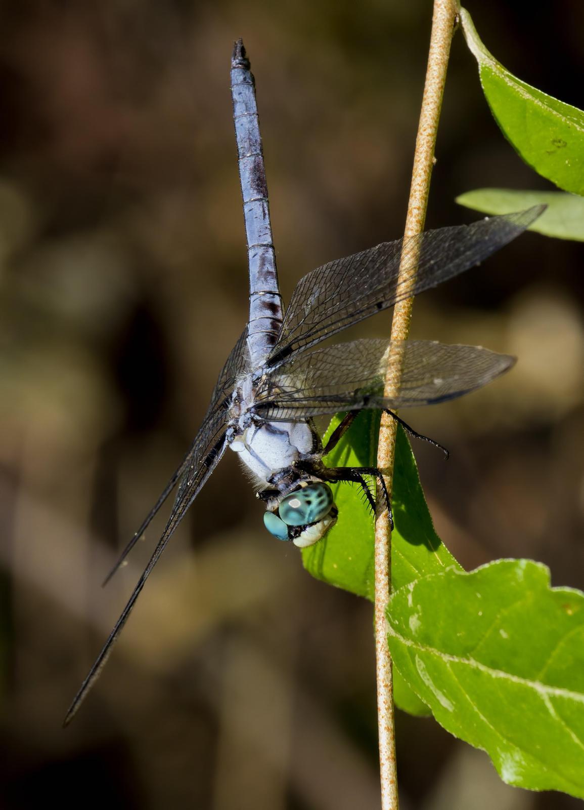 Great Blue Skimmer Photo by Michael Moore