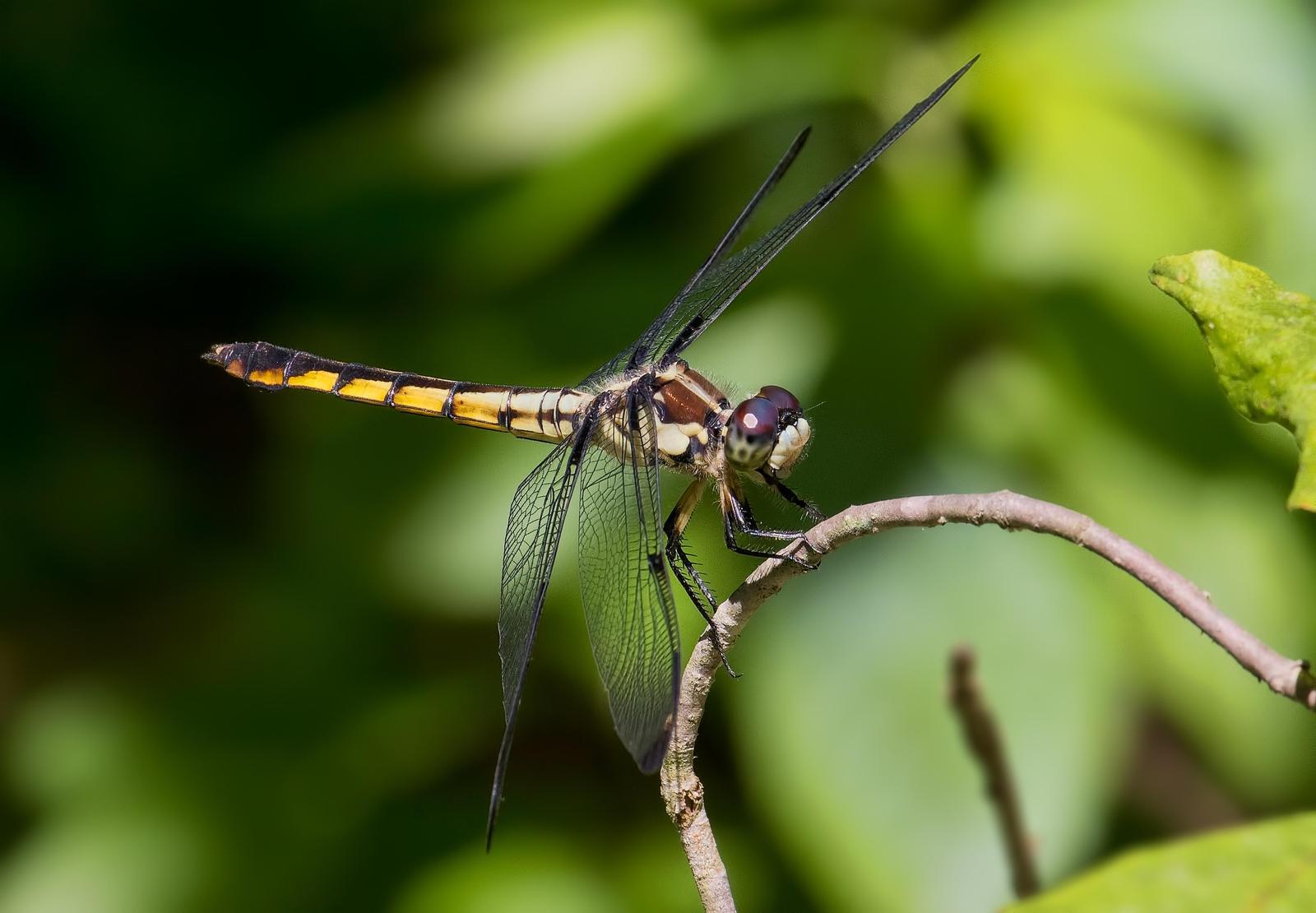 Great Blue Skimmer Photo by Michael Moore