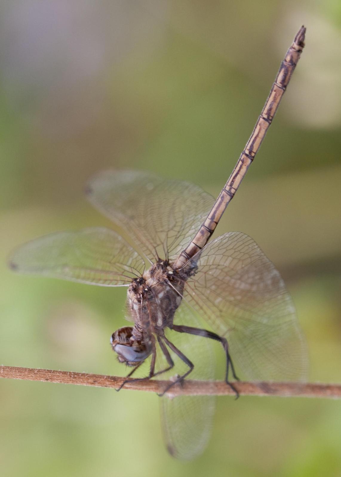 Straw-colored Sylph Photo by Chuck Duplant