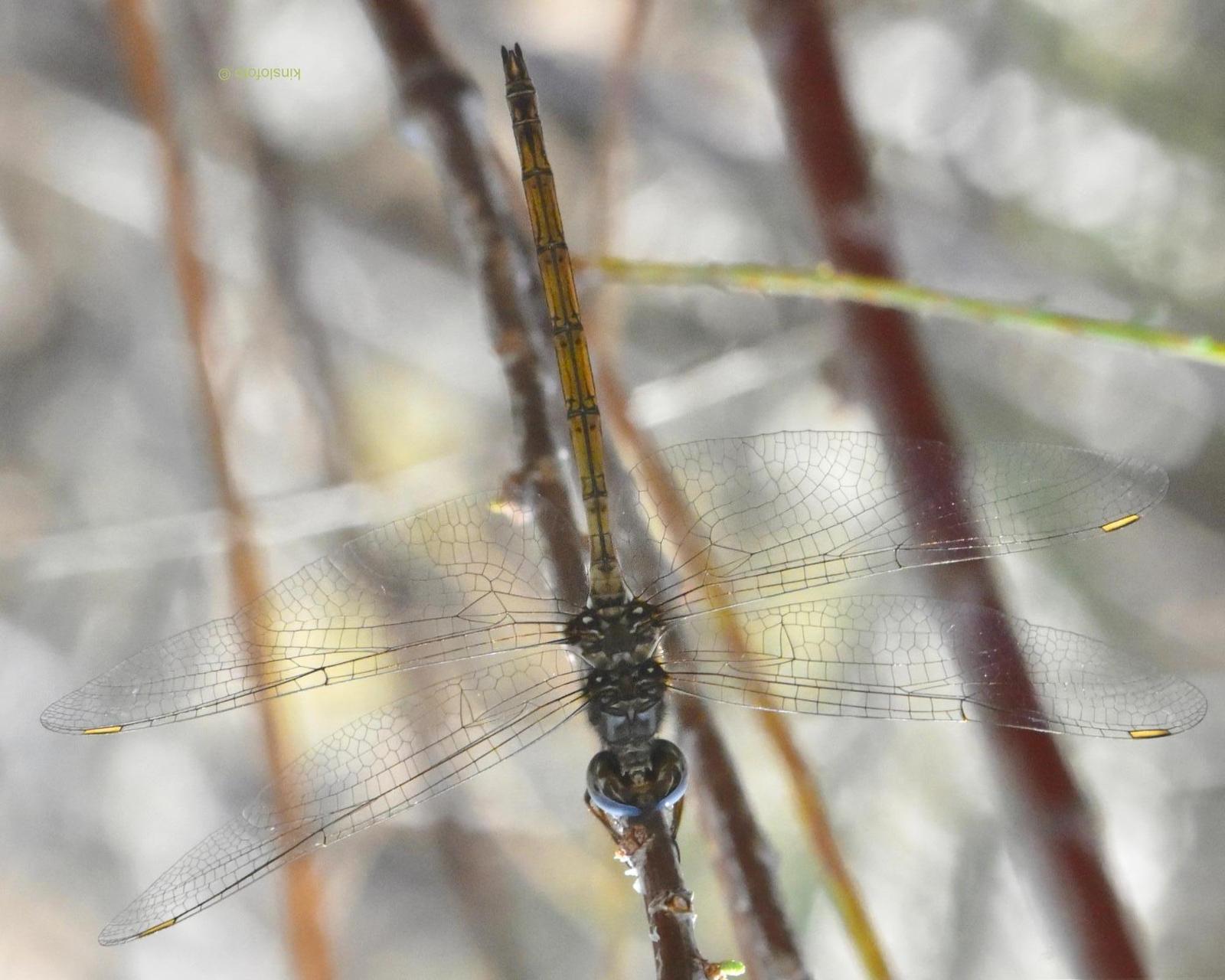Straw-colored Sylph Photo by Paul KINSLOW