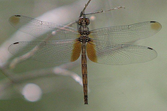 Straw-colored Sylph Photo by Martin Reid