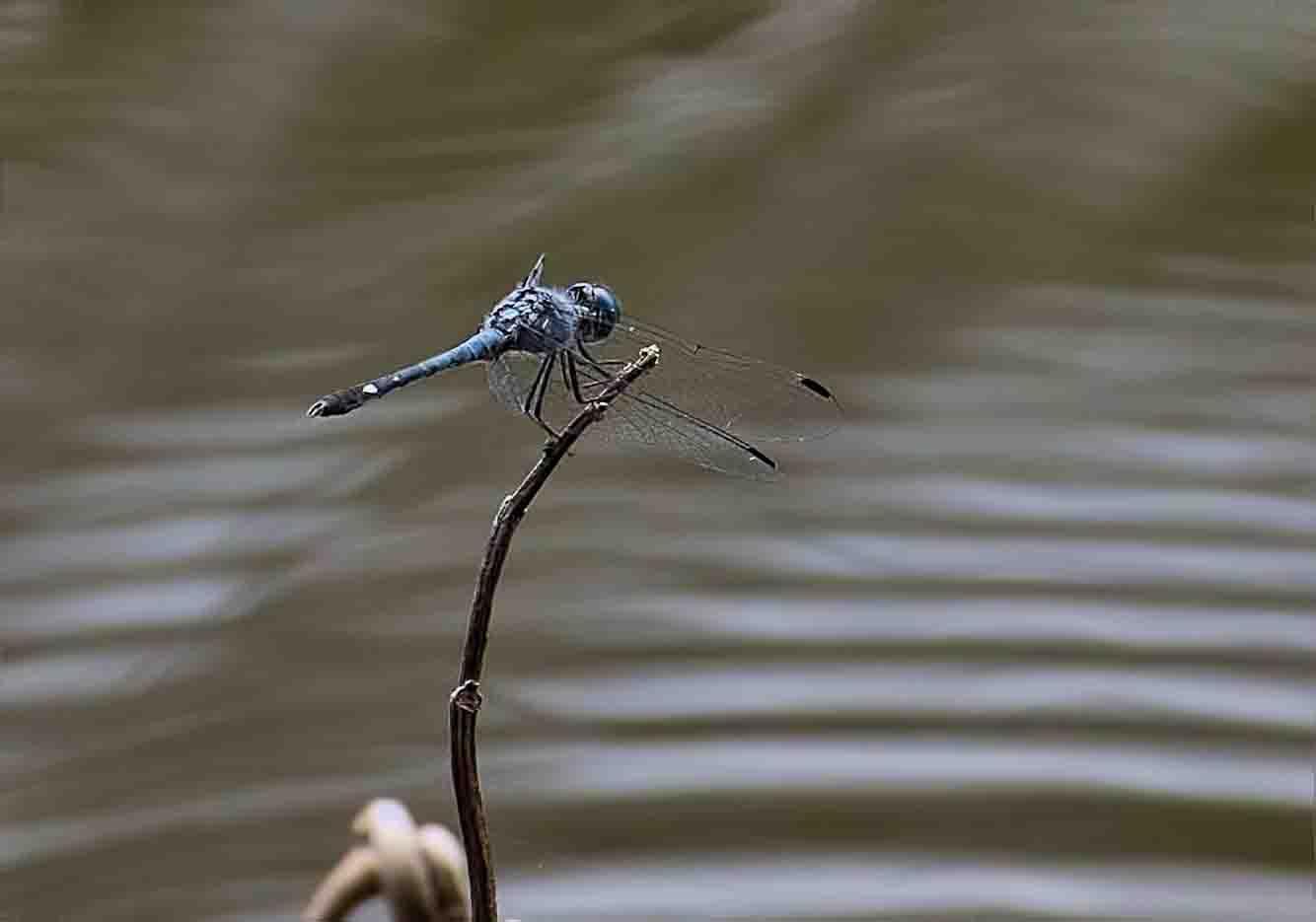 Spot-tailed Dasher Photo by Michael Moore