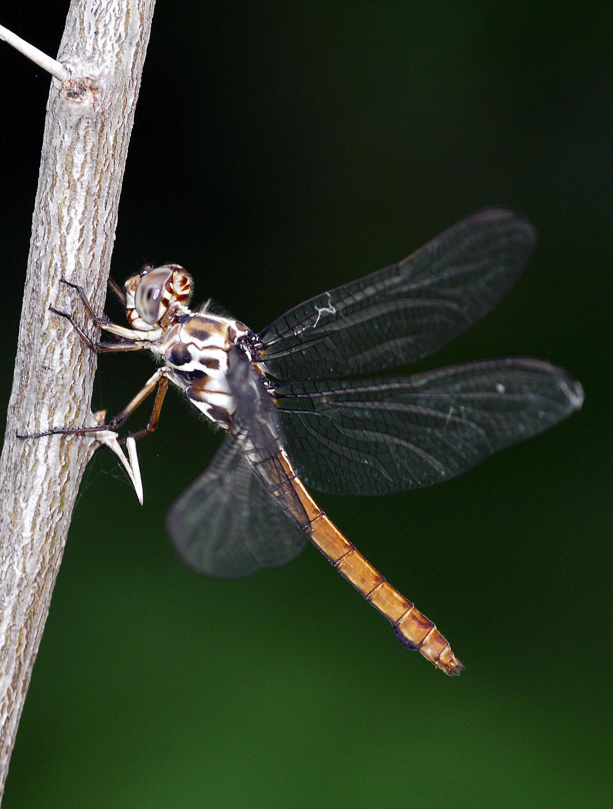 Roseate Skimmer Photo by Robert Behrstock