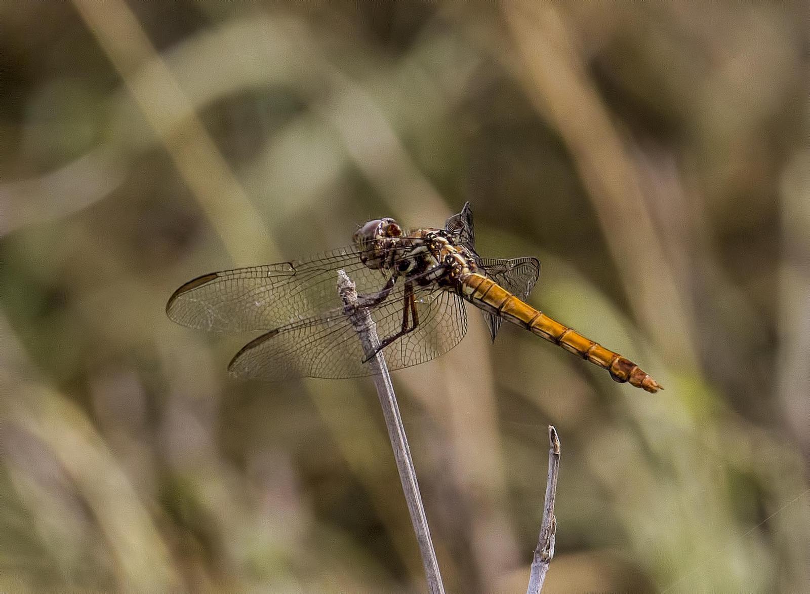 Roseate Skimmer Photo by Michael Moore