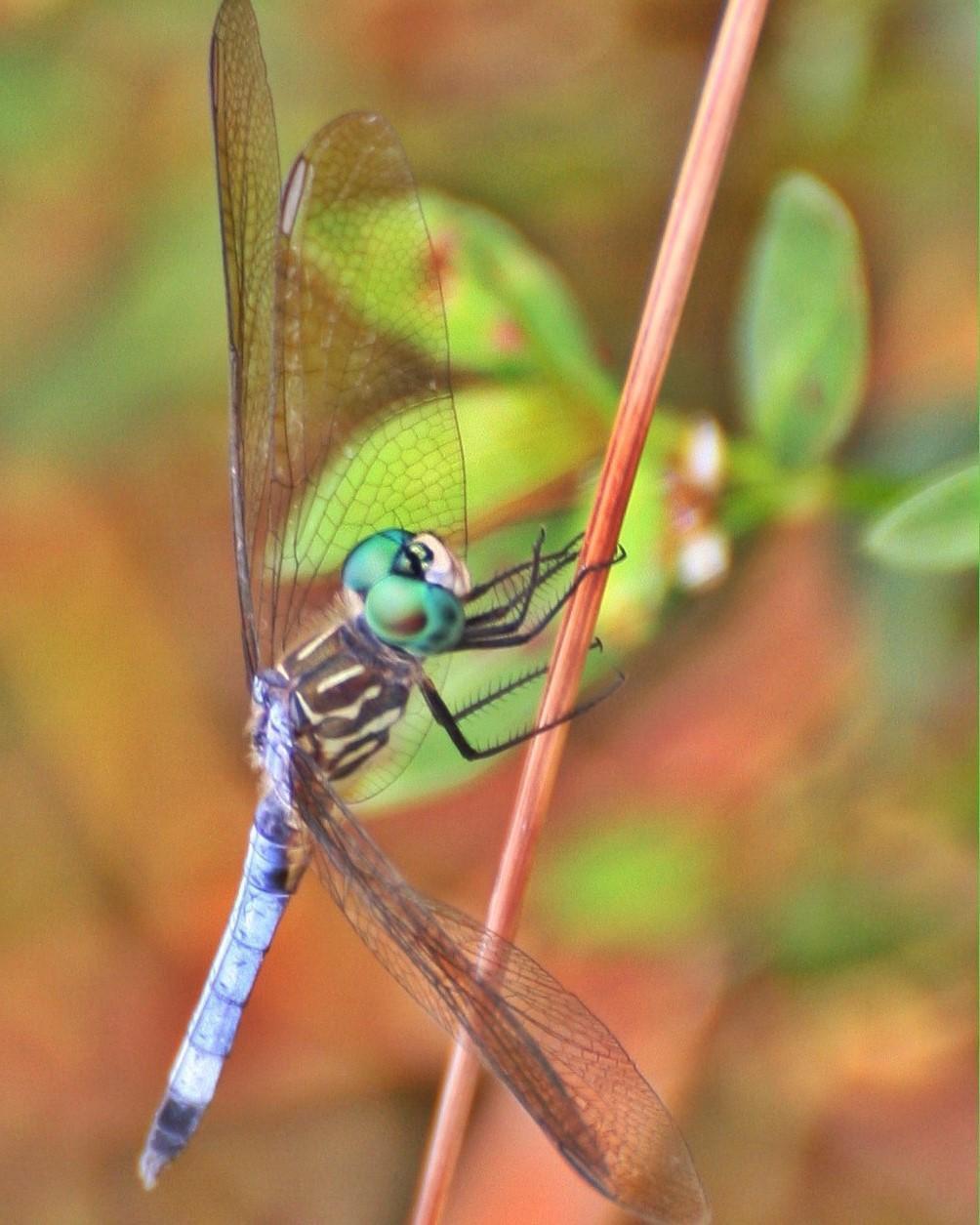Blue Dasher Photo by Andrew Theus