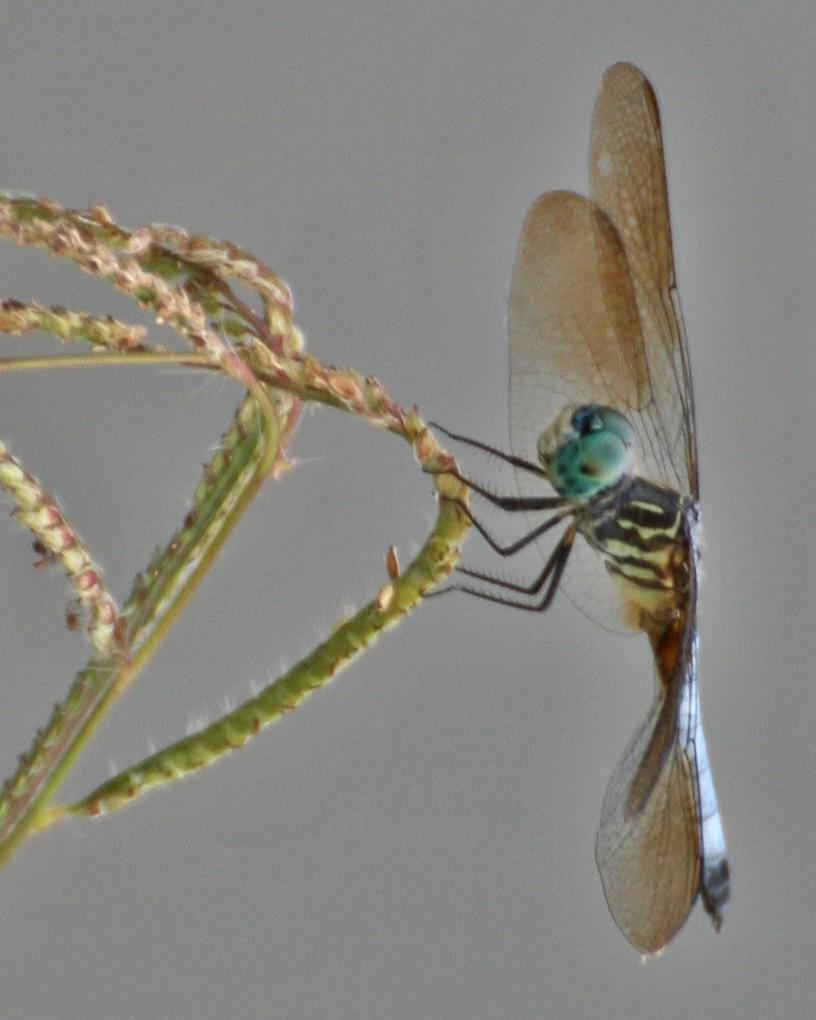 Blue Dasher Photo by Andrew Theus