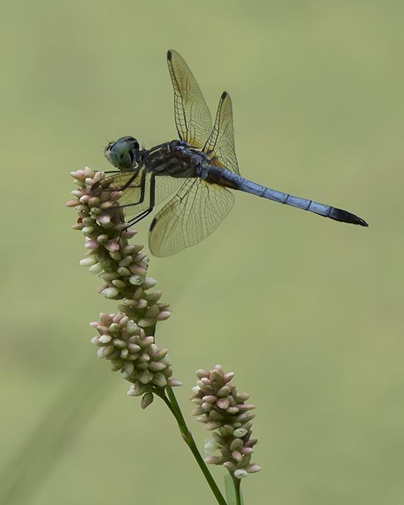 Blue Dasher Photo by Nick Guirate