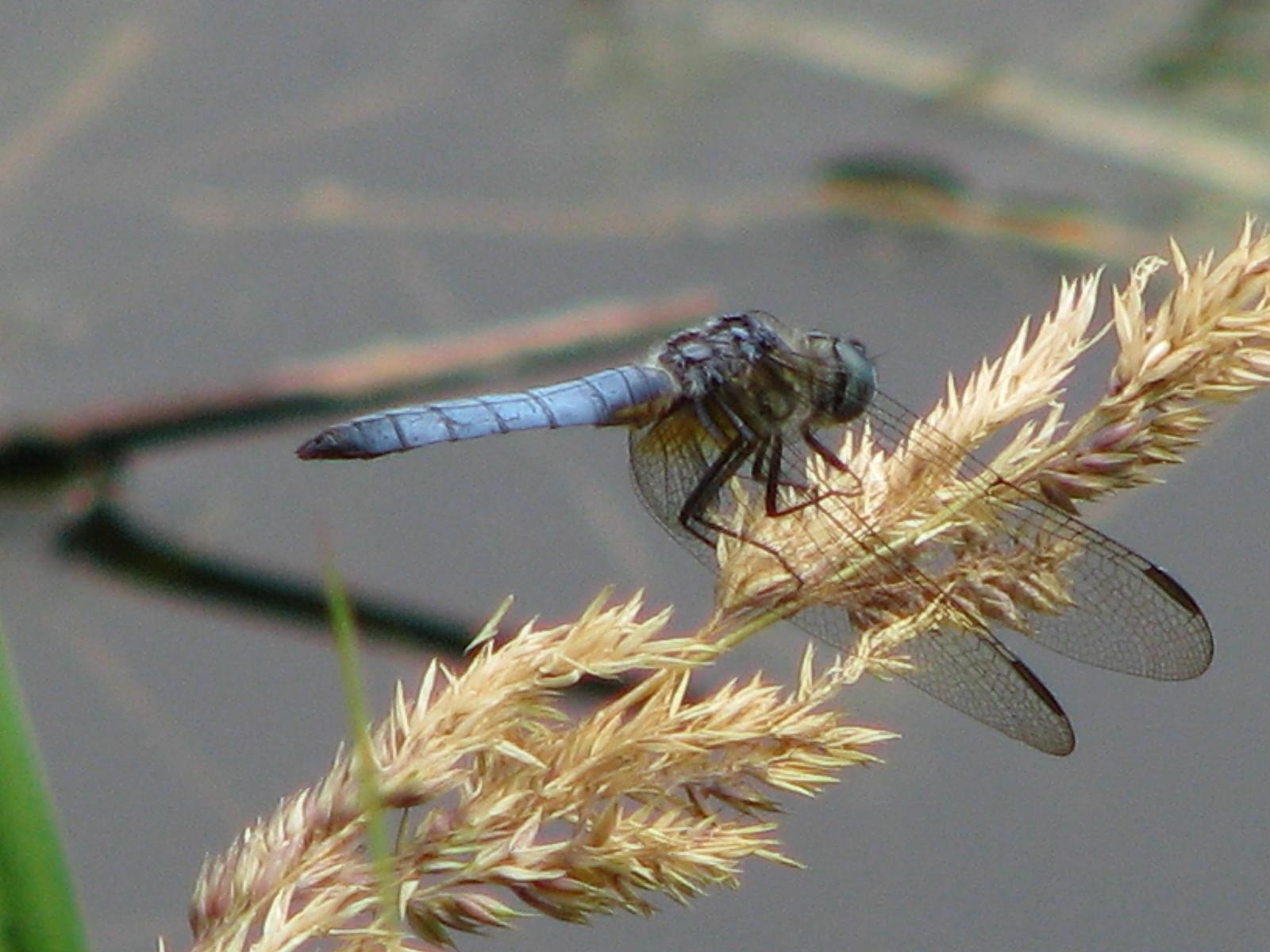 Blue Dasher Photo by Ted Goshulak