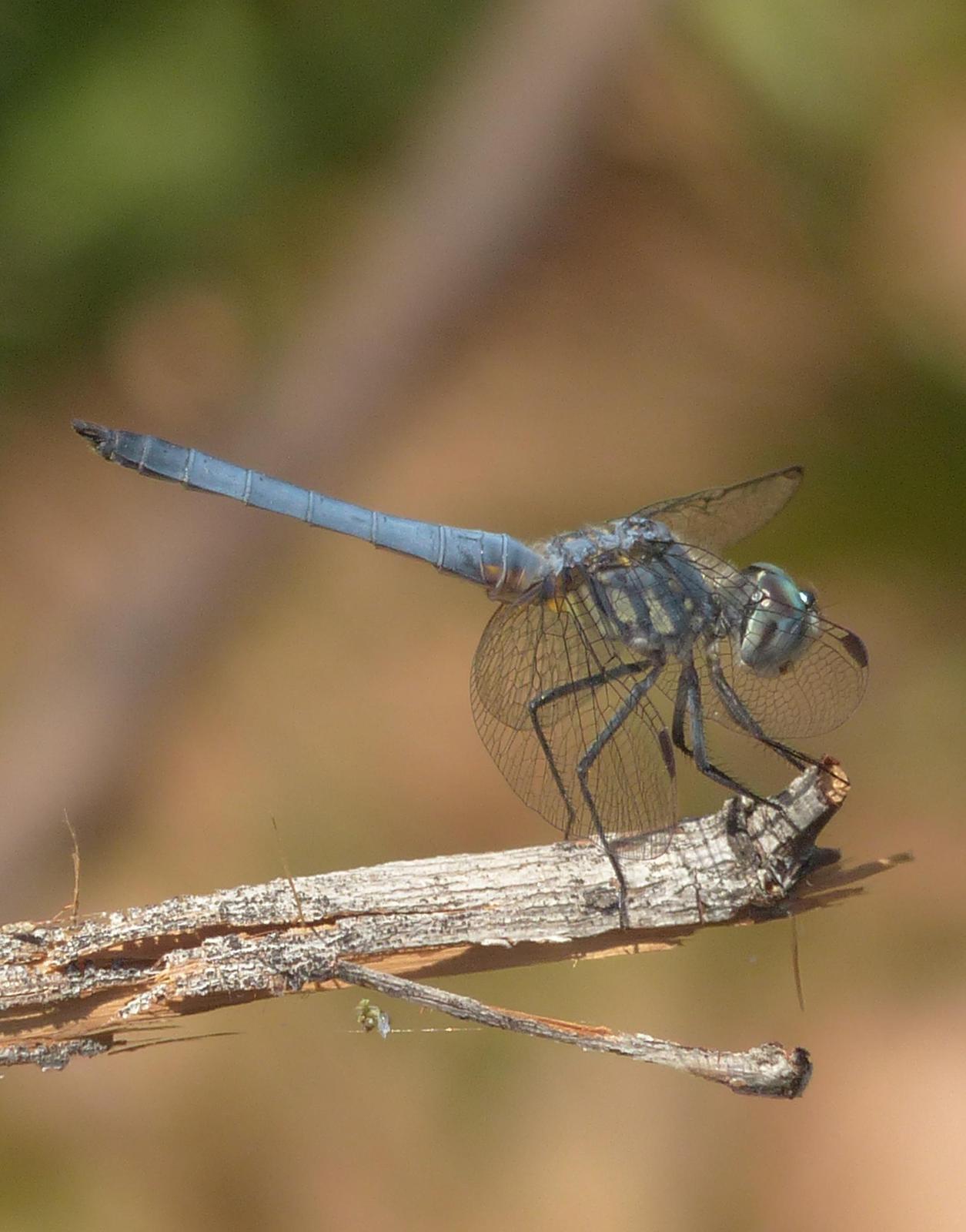 Blue Dasher Photo by David Bell