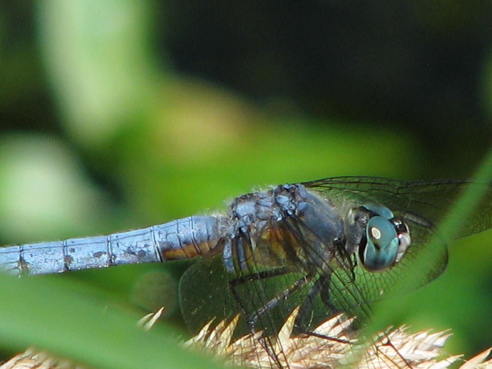 Blue Dasher Photo by Ted Goshulak