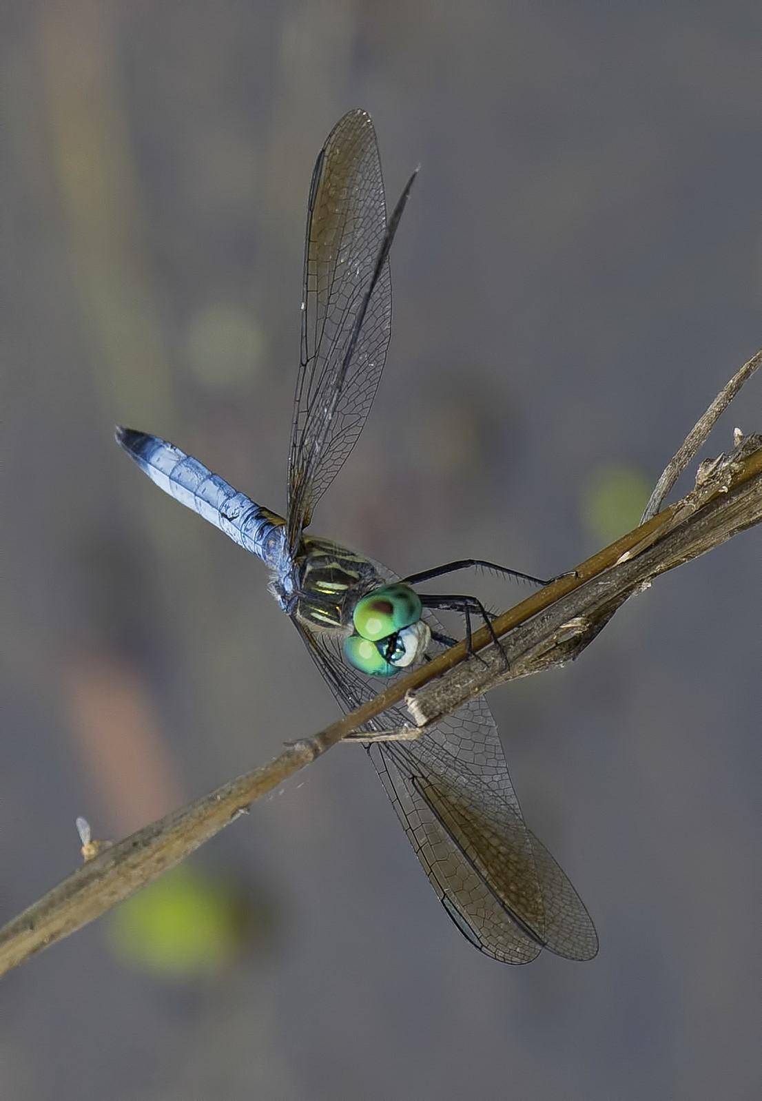 Blue Dasher Photo by Michael Moore