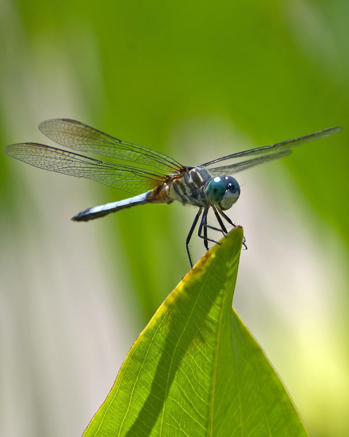 Blue Dasher Photo by Rob Dickerson