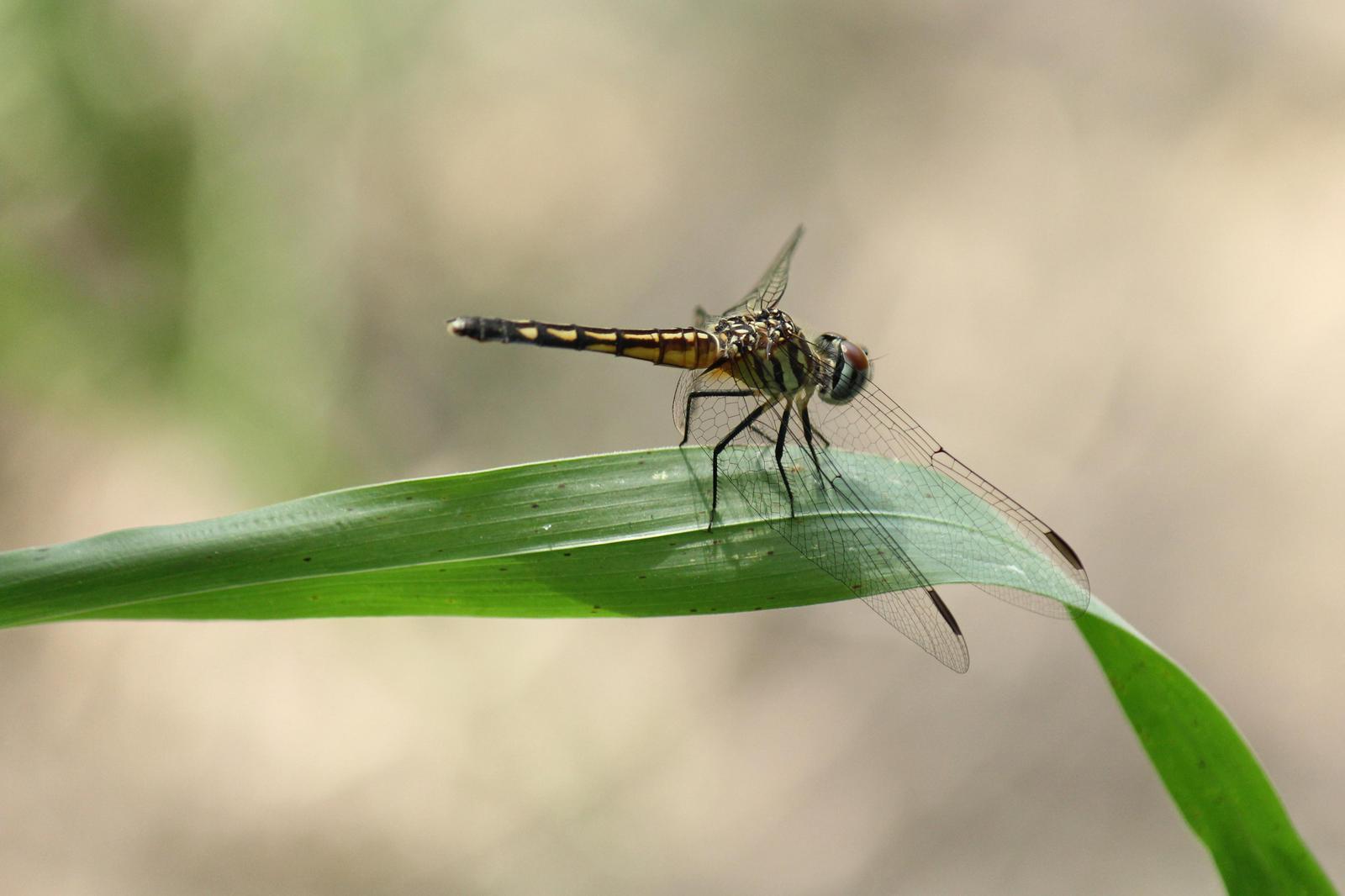 Blue Dasher Photo by Kristy Baker