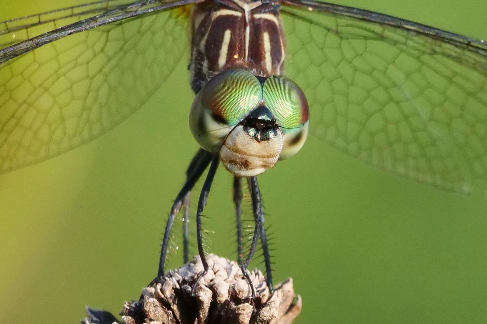 Blue Dasher Photo by Kristy Baker