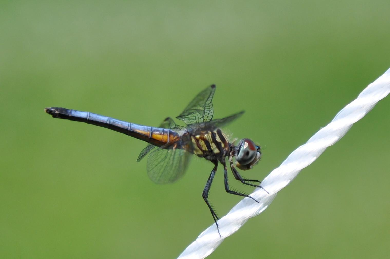 Blue Dasher Photo by James Fox