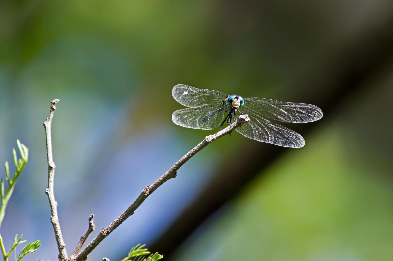 Blue Dasher Photo by Rob Dickerson