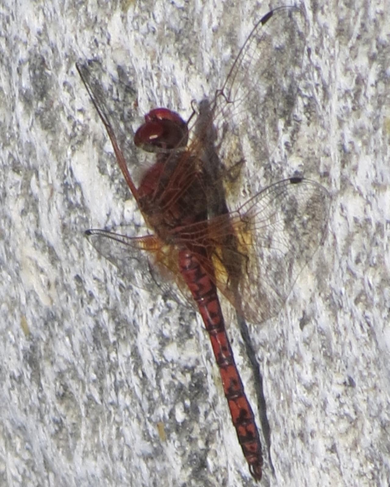 Red Rock Skimmer Photo by David Bell