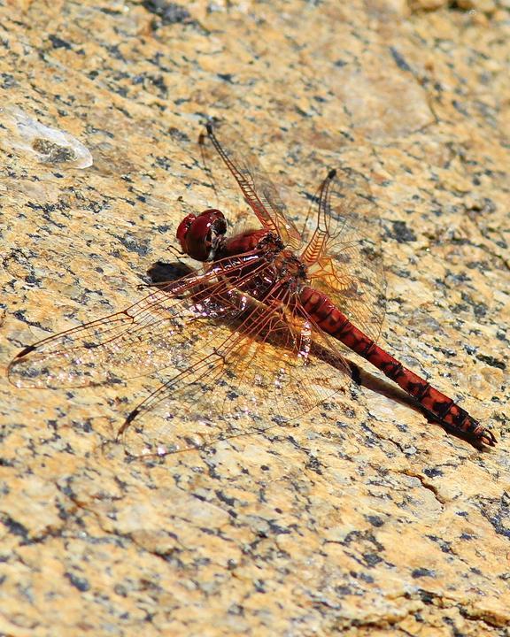 Red Rock Skimmer Photo by Alison Sheehey