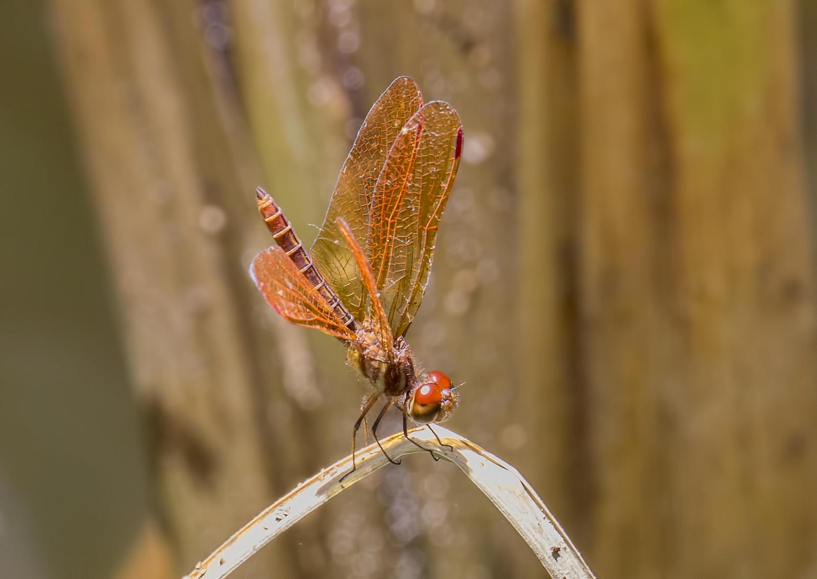 Slough Amberwing Photo by Michael Moore