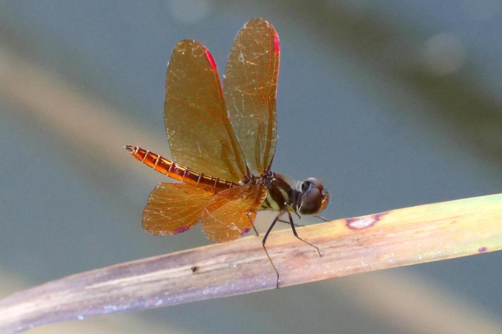 Slough Amberwing Photo by Kristy Baker