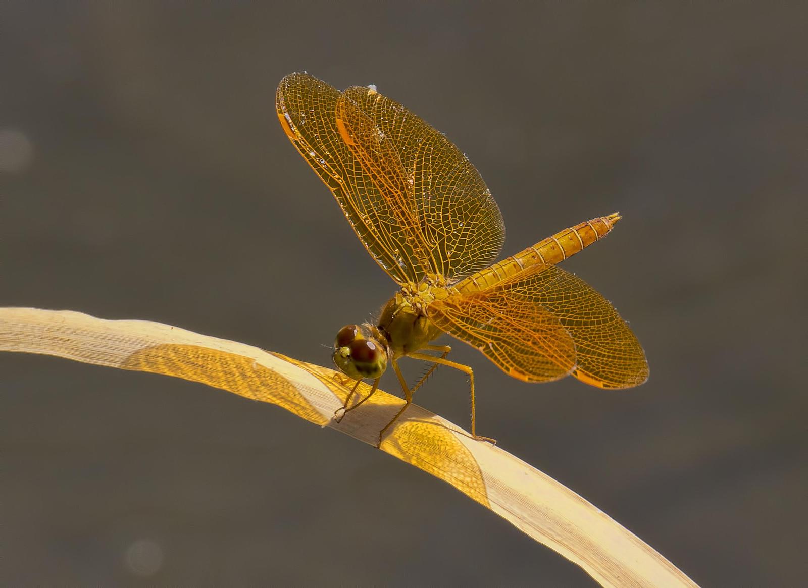 Mexican Amberwing Photo by Michael Moore