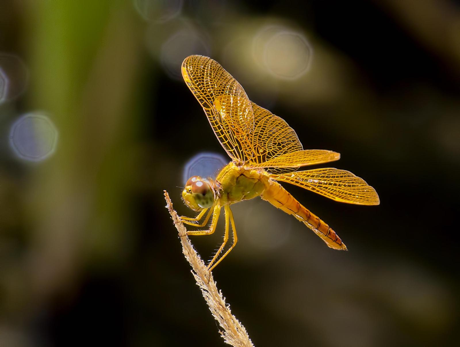 Mexican Amberwing Photo by Michael Moore