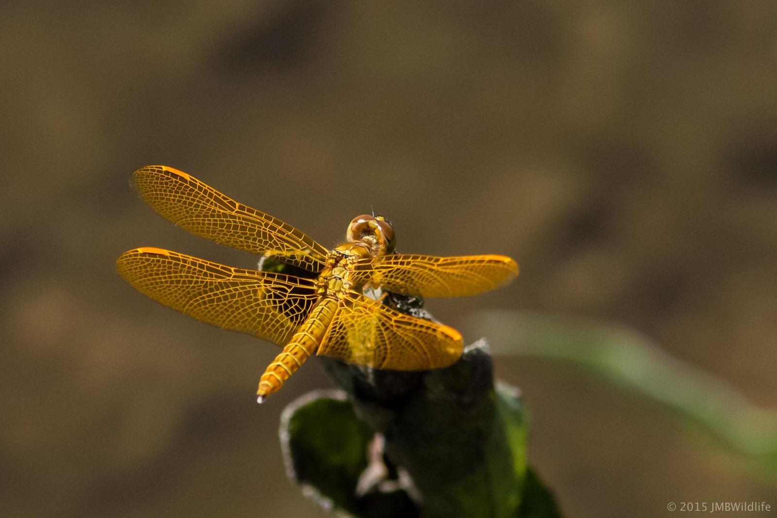Mexican Amberwing Photo by Jeff Bray