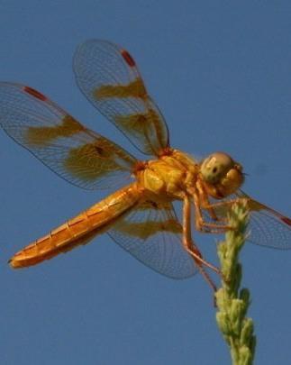 Mexican Amberwing Photo by Oscar Johnson