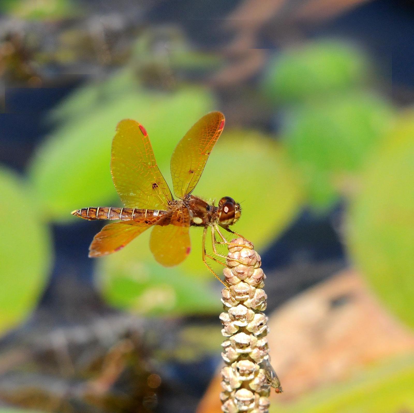 Eastern Amberwing Photo by Steven Mlodinow